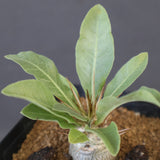 P.レアリー (実生) EC3555