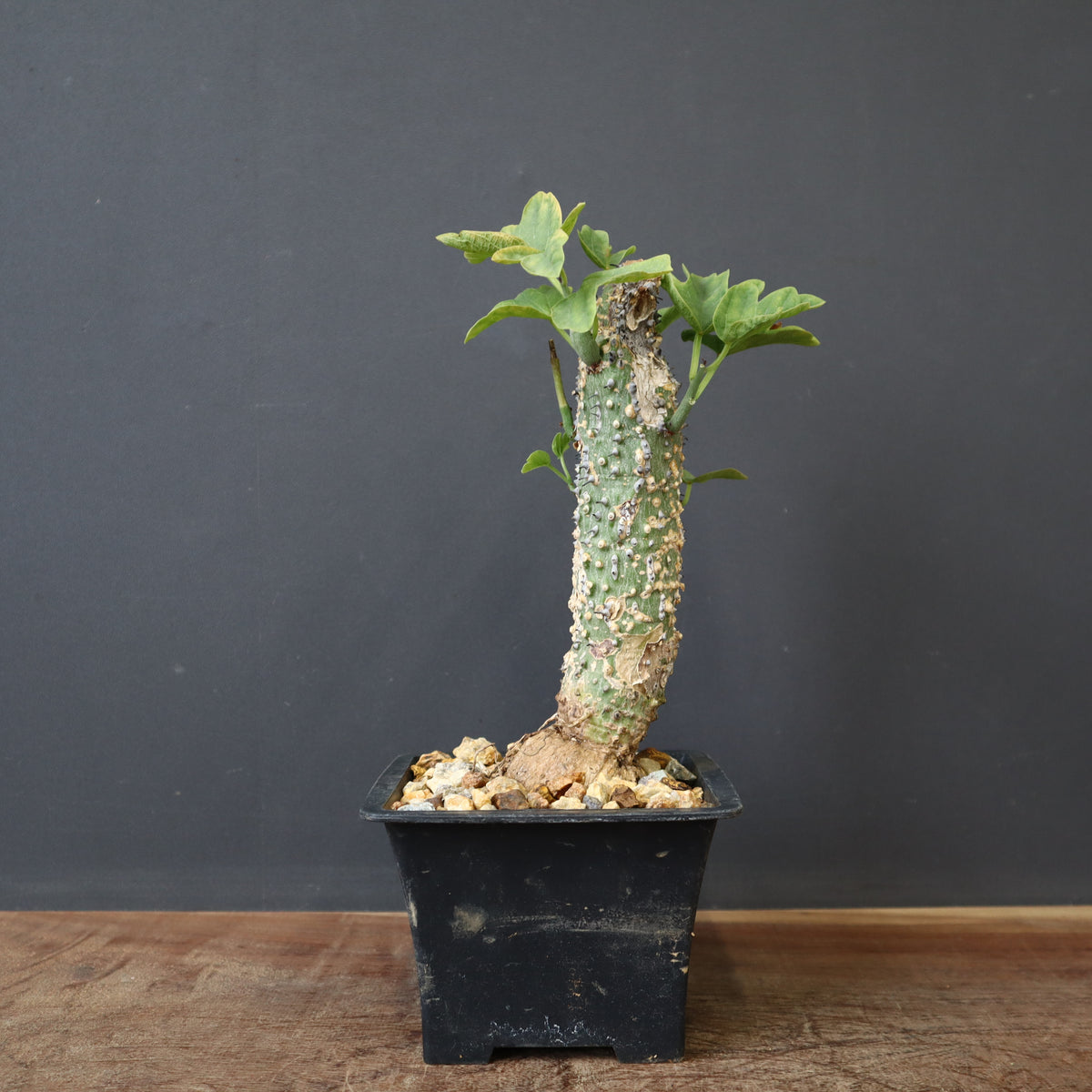 塊根植物 – 10ページ目 – TaiShoDo ONLINE SHOP