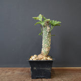 A.アクレアータ 36