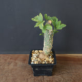 A.アクレアータ 36