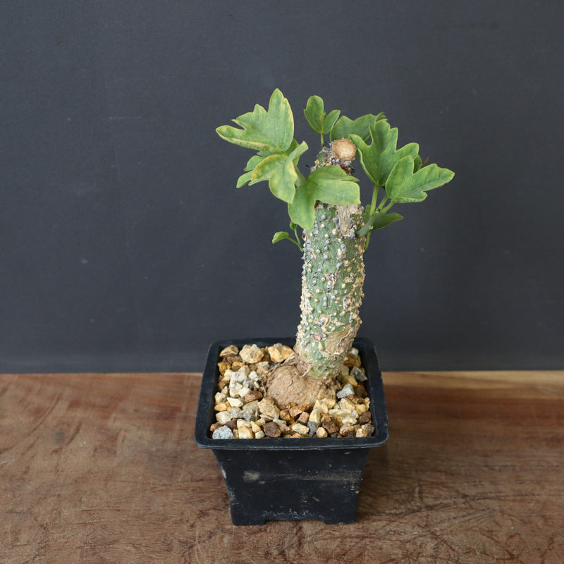 A.アクレアータ 36