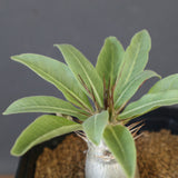 P.レアリー (実生) EC3556
