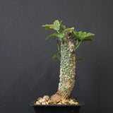 A.アクレアータ 36