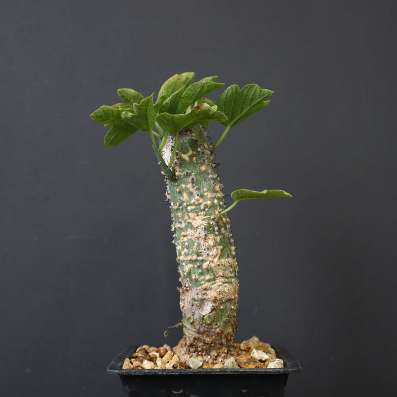 A.アクレアータ 36