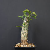 A.アクレアータ 36