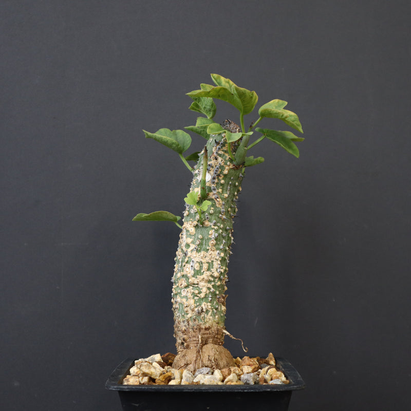 A.アクレアータ 36