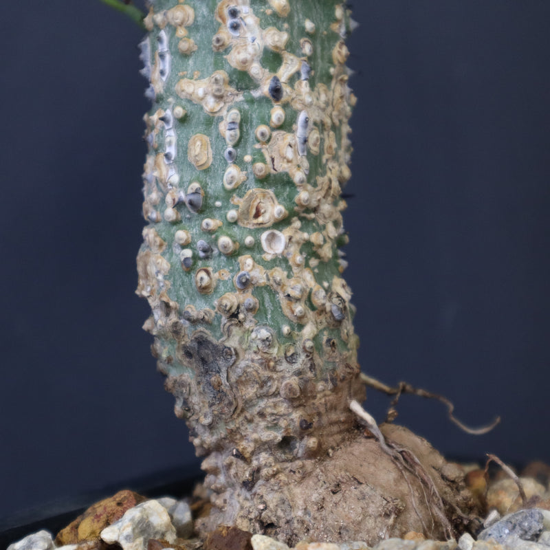 A.アクレアータ 36