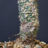 A.アクレアータ 36