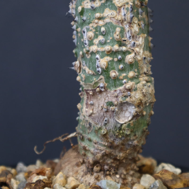 A.アクレアータ 36