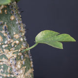 A.アクレアータ 36