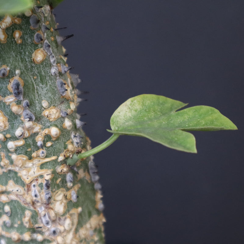 A.アクレアータ 36