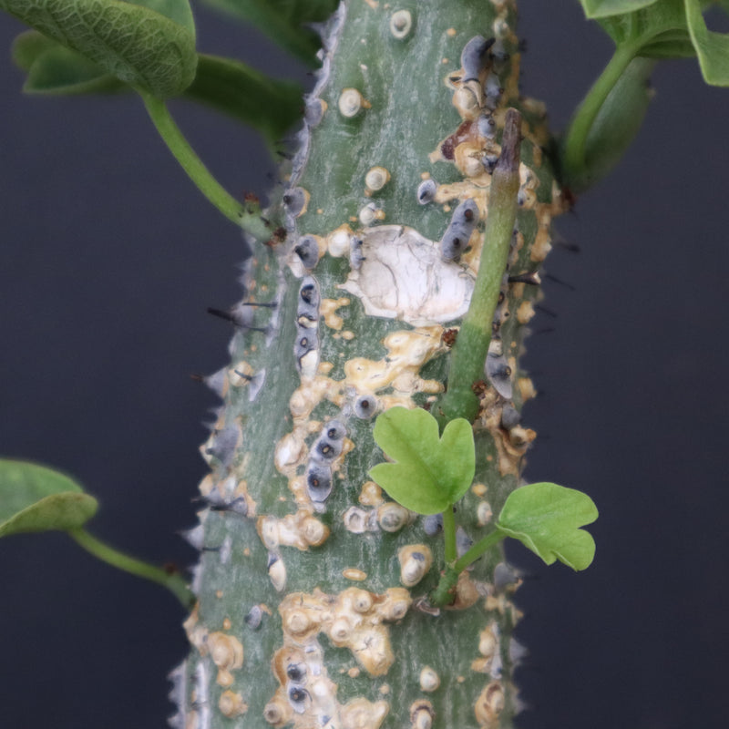 A.アクレアータ 36