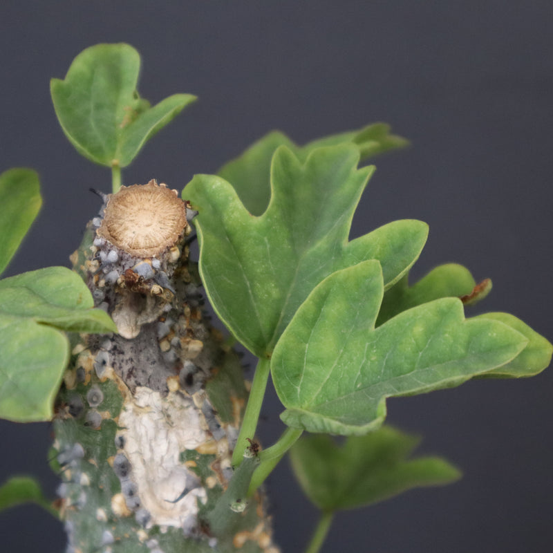 A.アクレアータ 36