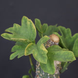 A.アクレアータ 36