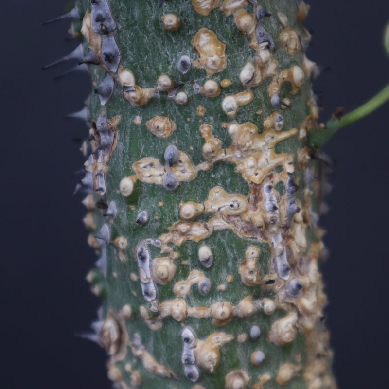 A.アクレアータ 36