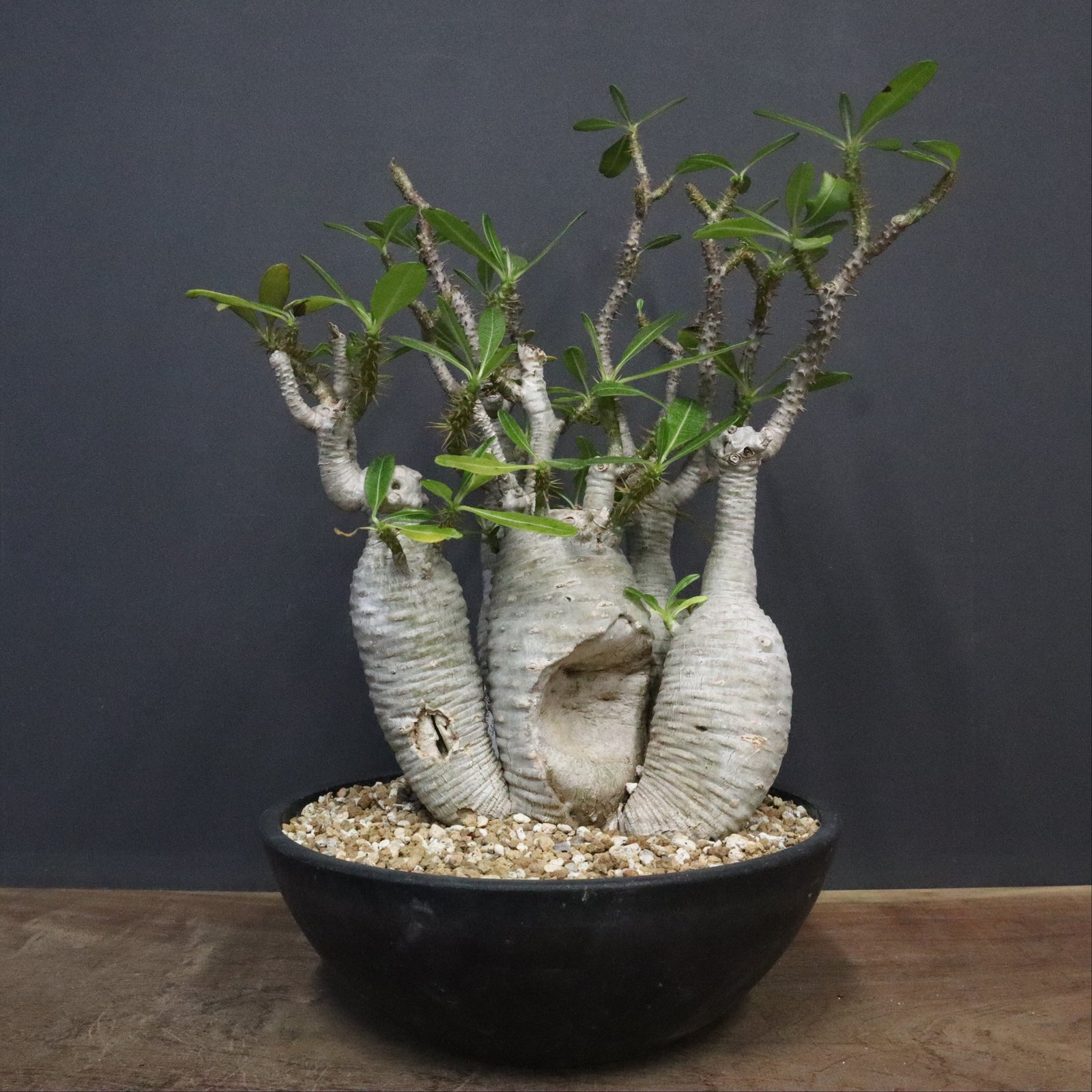 P.アンボンゲンセ 1 – TaiShoDo ONLINE SHOP