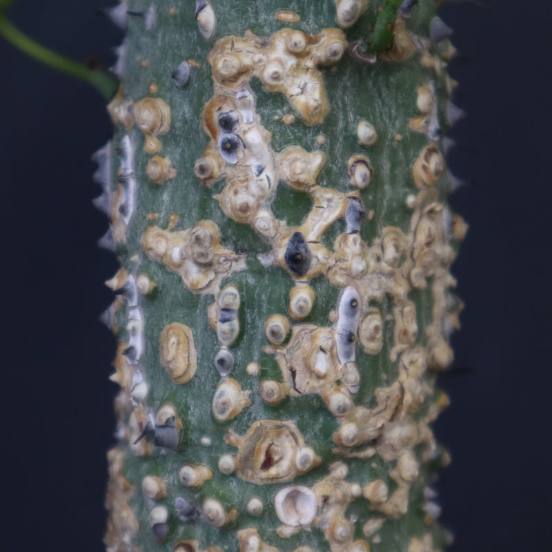 A.アクレアータ 36