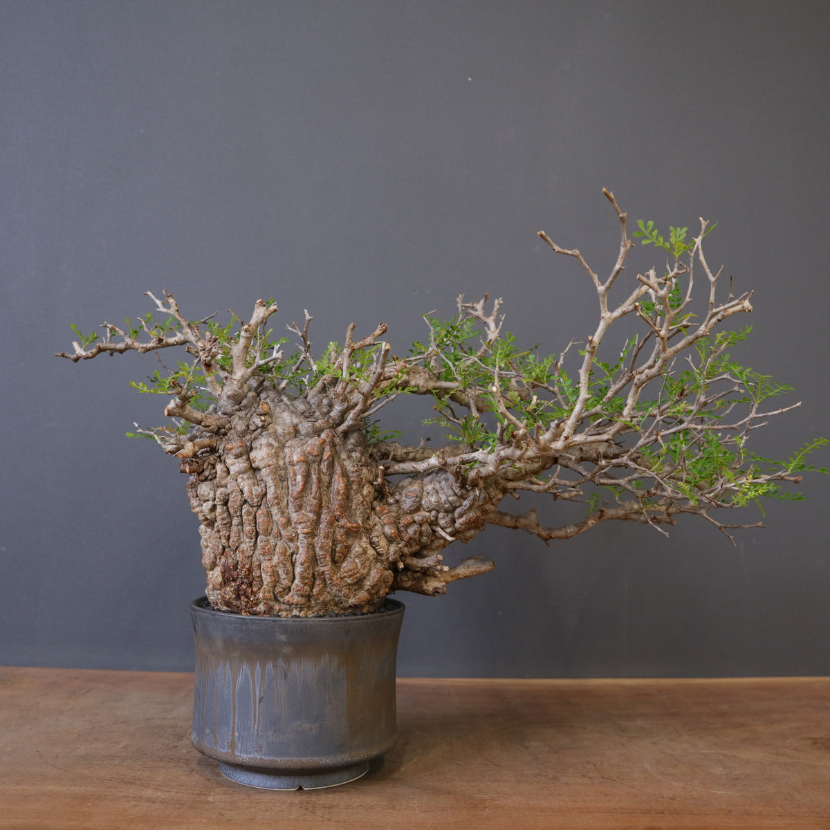 新商品 – TaiShoDo ONLINE SHOP