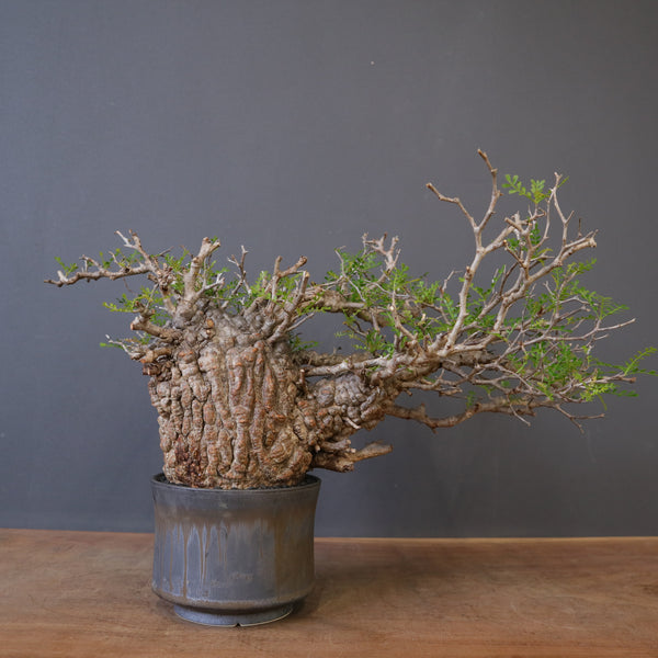 新商品 – TaiShoDo ONLINE SHOP