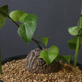 亀甲竜 EC596