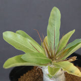 P.レアリー (実生) EC3558