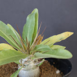 P.レアリー (実生) EC3558