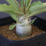 P.レアリー (実生) EC3558
