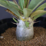 P.レアリー (実生) EC3558