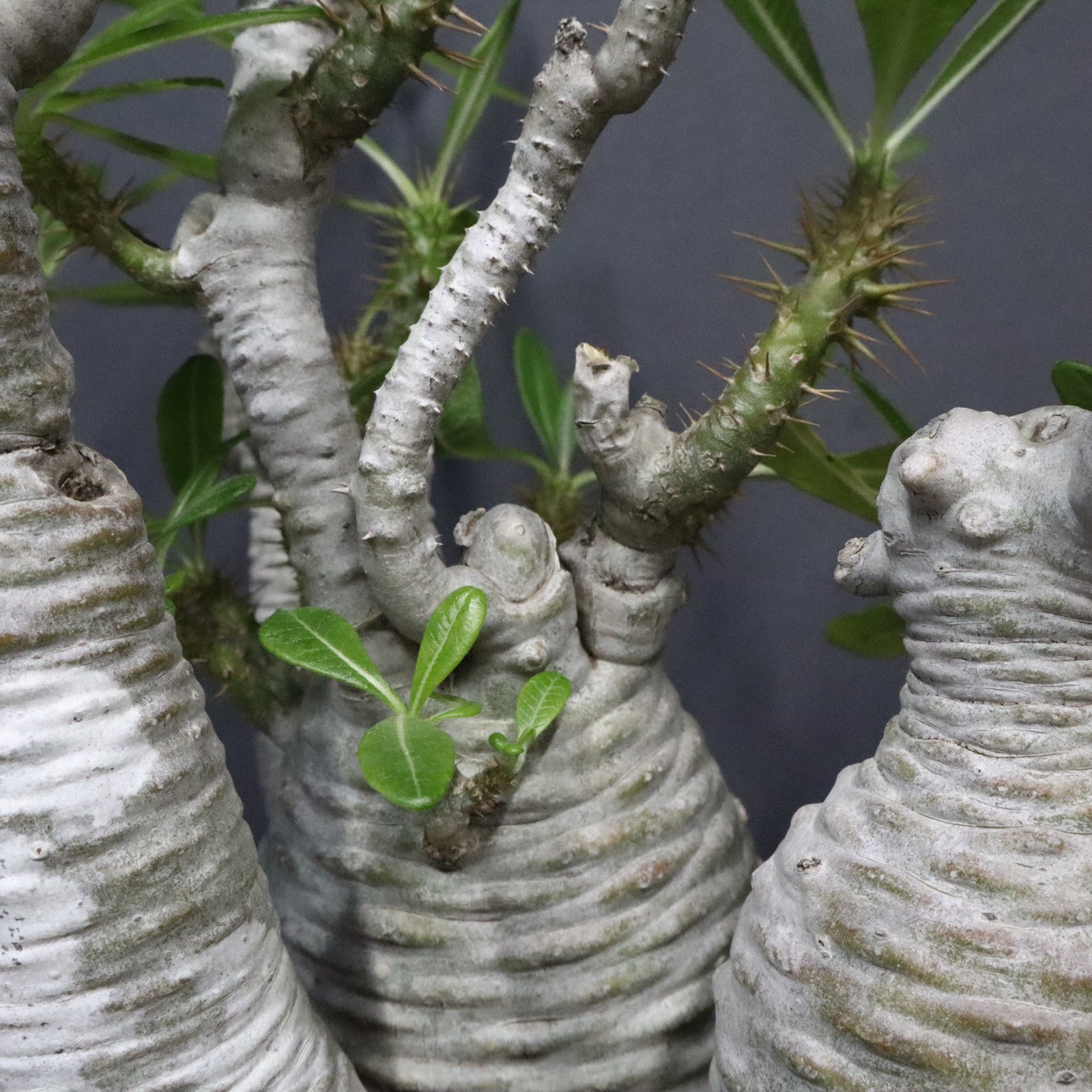 P.アンボンゲンセ 1 – TaiShoDo ONLINE SHOP