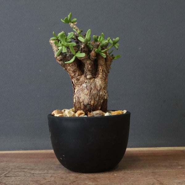 C.ピグマエア 267