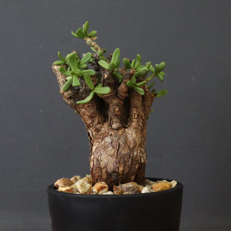 C.ピグマエア 267