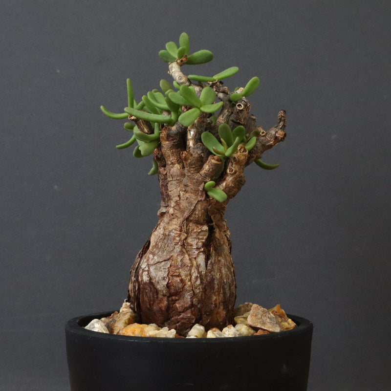 C.ピグマエア 267