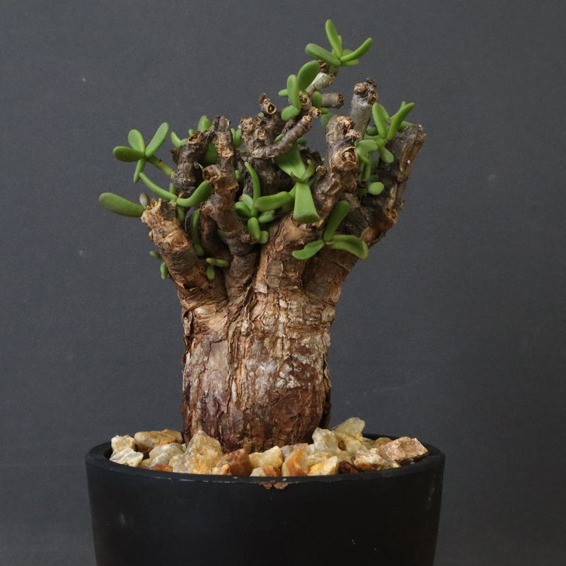 C.ピグマエア 267