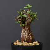 C.ピグマエア 267