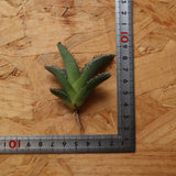 【ベアルート】DRAGON AGAVE 麻花 EC2758