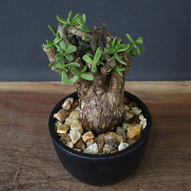 C.ピグマエア 267