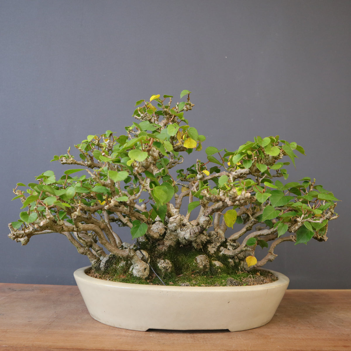 新商品 – TaiShoDo ONLINE SHOP