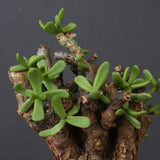 C.ピグマエア 267