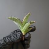 【ベアルート】DRAGON AGAVE 麻花 EC2758