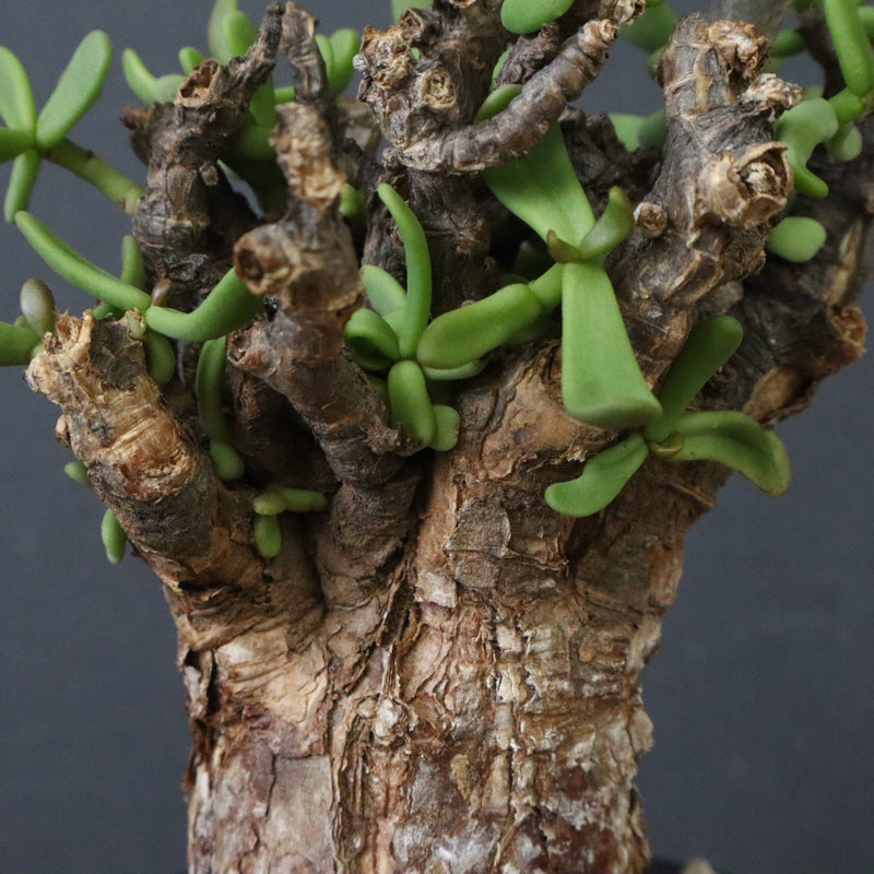 C.ピグマエア 267