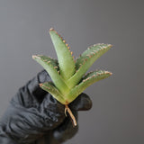 【ベアルート】DRAGON AGAVE 麻花 EC2758