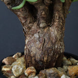 C.ピグマエア 267