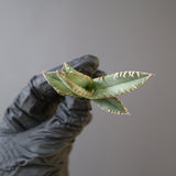 【ベアルート】DRAGON AGAVE 麻花 EC2758