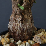 C.ピグマエア 267