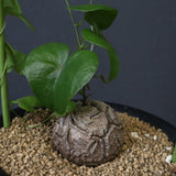 亀甲竜 EC597