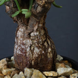 C.ピグマエア 267