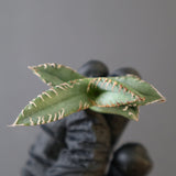 【ベアルート】DRAGON AGAVE 麻花 EC2758