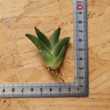 【ベアルート】DRAGON AGAVE 麻花 EC2759