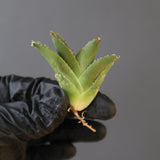 【ベアルート】DRAGON AGAVE 麻花 EC2759