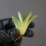 【ベアルート】DRAGON AGAVE 麻花 EC2759